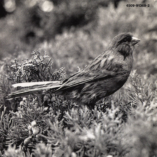Thomas Fersen : Le Bal Des Oiseaux (CD, Album)