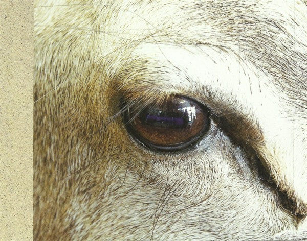 Gerling : The Deer In You (CD, Single, Enh)