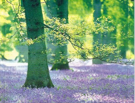 Dan Gibson & Howard Baer : Woodland Harp (CD, Album, Enh, Dol)